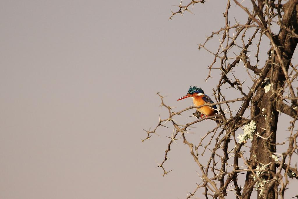 Leopard Mountain Safari Lodge Manyoni Private Game Reserve Esterno foto